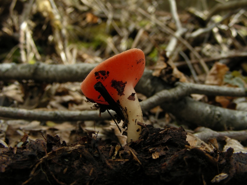 Escursione in bosco umido